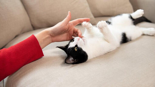 Owner playing with kitten on sofa