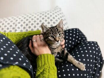 Tabby cat on owner's lap