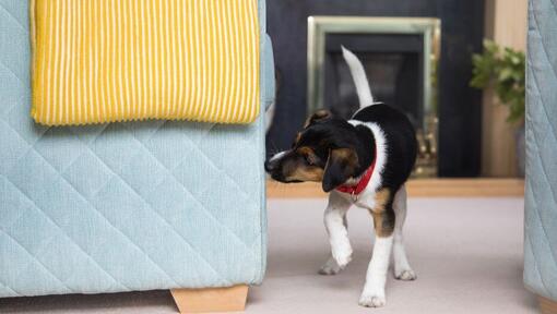 puppy sniffing the sofa