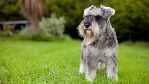 Miniature Schnauzer standing on the grass