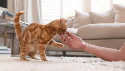 Ginger kitten biting human hand