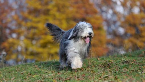 Antiguo pastor inglés (Bobtail)  English sheepdog puppy, Old english  sheepdog puppy, Old english sheepdog