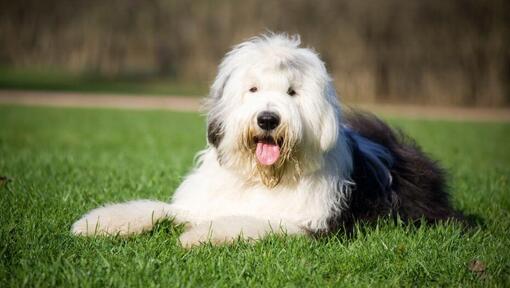 Pastor Ingles~ I am in love with this one..  English sheepdog, Old  english sheepdog puppy, Old english sheepdog