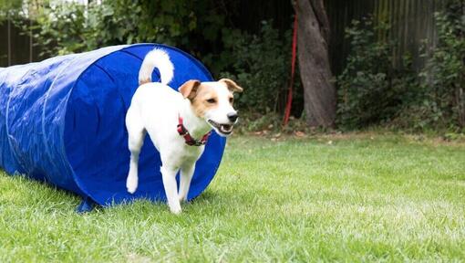 5 Fun Outdoor Dog Games: Playing with Dogs