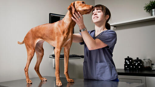 Brown dog on vet table being inspected