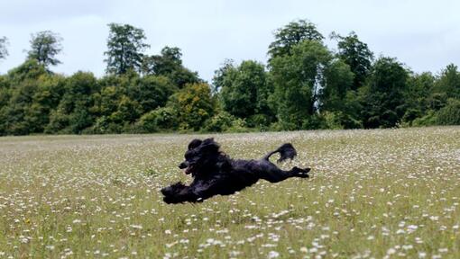 Portuguese Water Dog running in the field