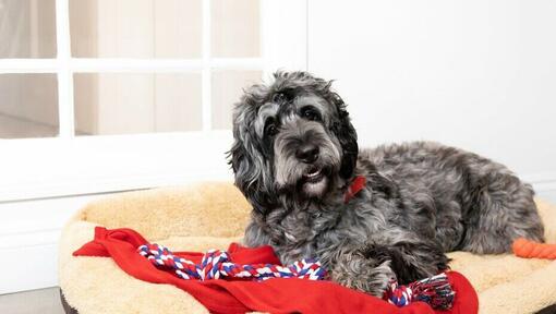 Happy grey dog laying in a comfy bed with a blanket and a toy.