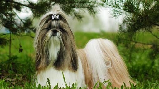 Shih Tzu Dog Breed Information