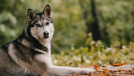 Husky in the forest