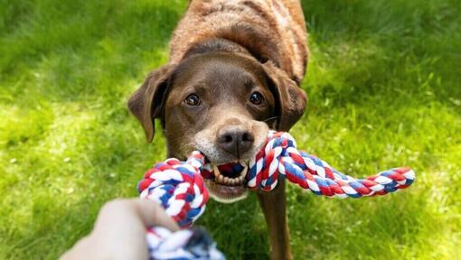 Stimulating Toys for Older Dogs