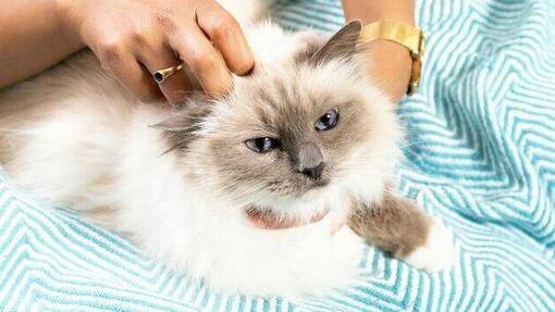 Fluffy cat having her head rubbed