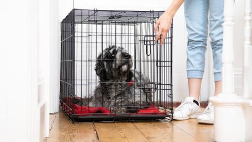 owner closing the gate of a playpen with dog inside