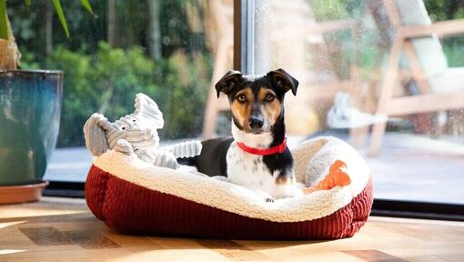 small dog sitting in a bed with toys