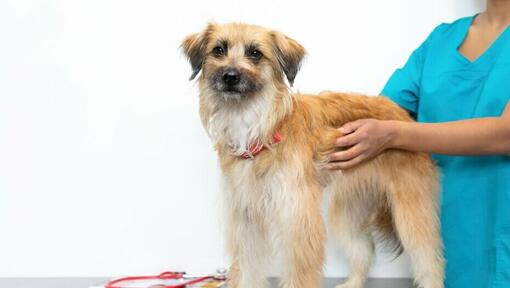 long haired dog being held by a vet on a table