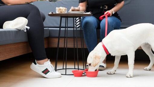 Puppy at cafe drinking from a bowl under the table