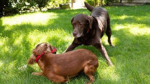 Puppy and older dog playing in the garden