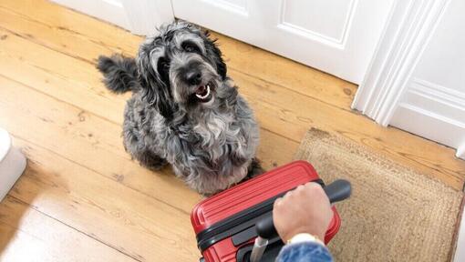 Grey dog sitting next to a red suitcase