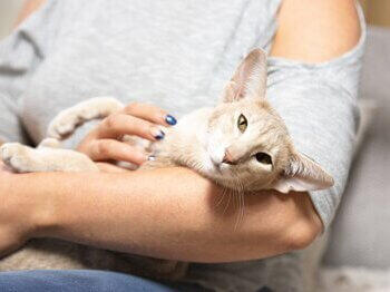 Cat relaxing in owner's arms