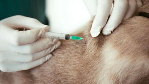 Dog vaccination