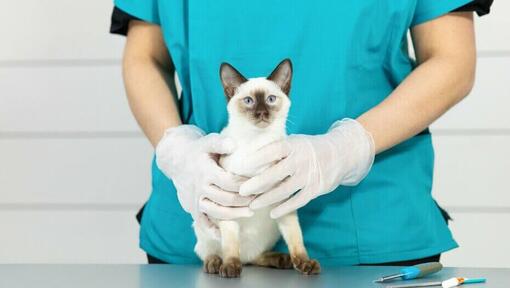 Light furred Siamese cat on vet table