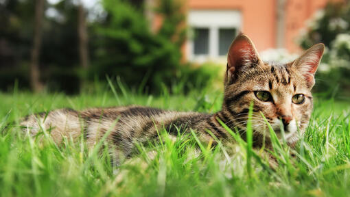 cat lying in the grass