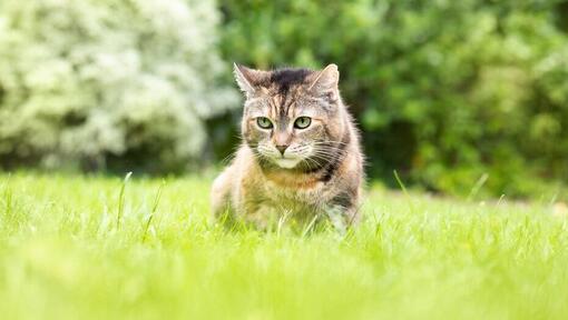 cat sitting in the grass
