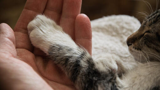 Why Do Cats Knead? Reasons Behind the Behaviour