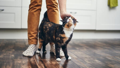 Cat walking between owner's legs while being petted.