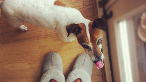 owner standing over small dog while it licks its nose