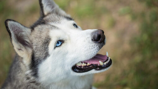 husky looking up with mouth open
