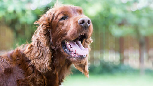 dog outside with mouth open