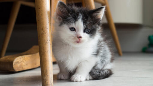 small kitten sitting under a chair