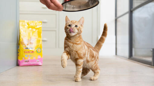 Go Cat being fed to a ginger cat