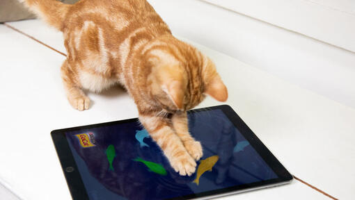 Ginger cat playing on an iPad