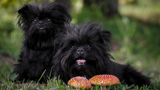 two black Affenpinschers looking at the camera.