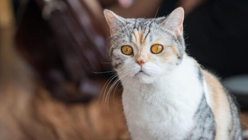 American Wirehair is looking at something with curiosity