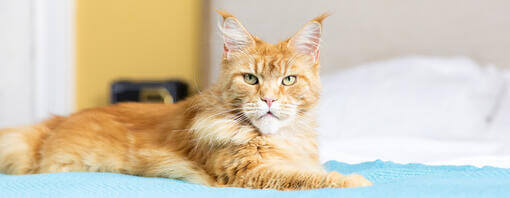 ginger cat on bed