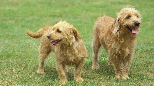 Two Bassets Fauve De Bretagne enjoying the walk