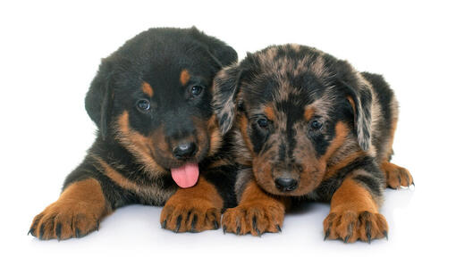 Two Beauceron puppies