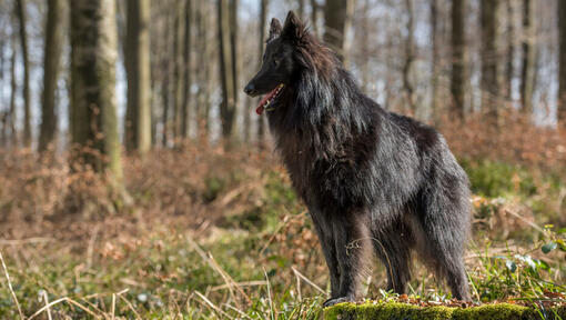 Belgian Shepherd Groenendael in woods