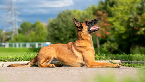 Belgian Shepherd Malinois Dog Breed