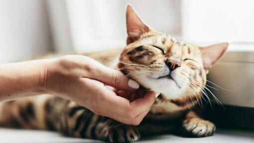 Woman is stroking Bengal cat, who is lying on the windowsill