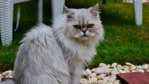 Chinchilla cat with grey fur is watching at someone