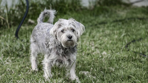 Training a best sale chorkie