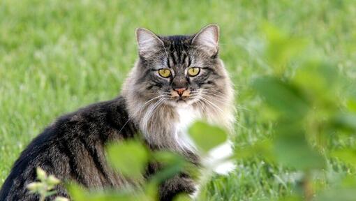 Cymrics cat is standing in the garden