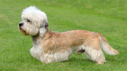 Dandie Dinmont Terrier standing on the grass