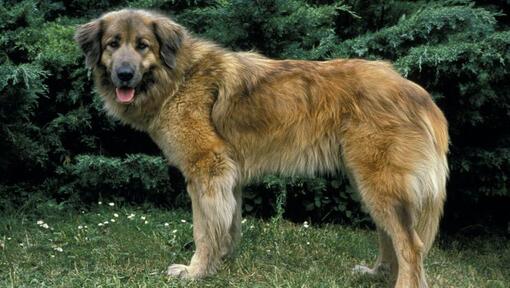 Estrela Mountain Dog standing on the grass