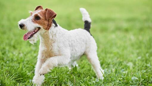 Wire Coated Fox Terrier playing on the grass