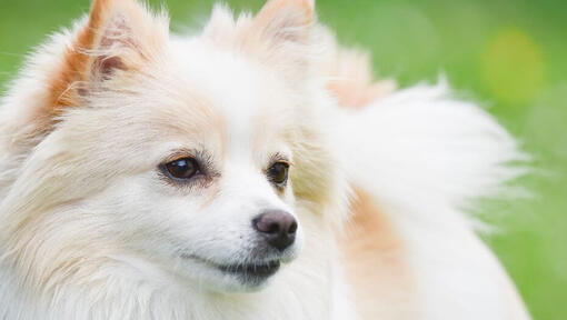 moord Afwijzen Verpletteren German Spitz Klein Dog Breed Information | Purina