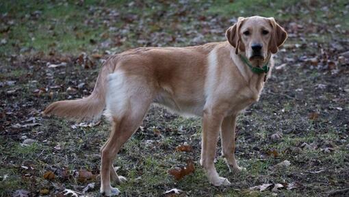 large dog standing on the ground